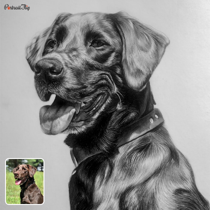 Charcoal pet portraits of a dog in a white background