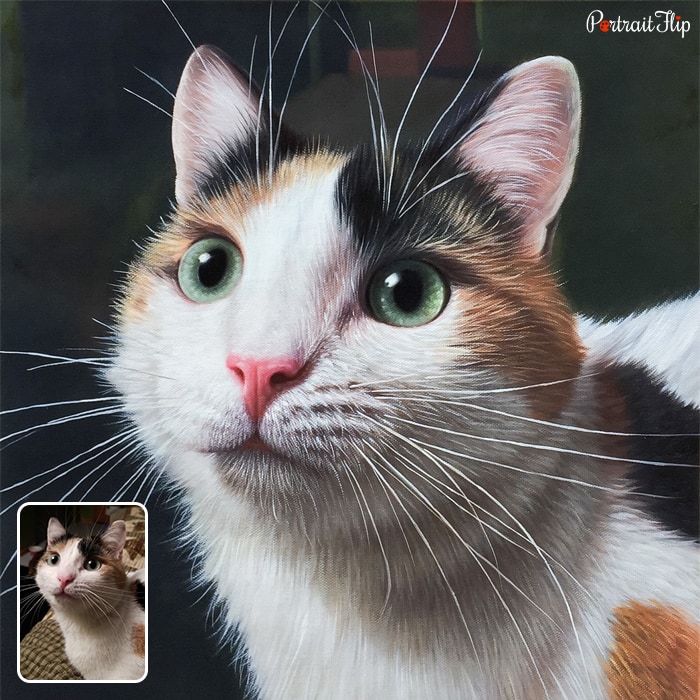 Pet portraits of a cat’s close-up face