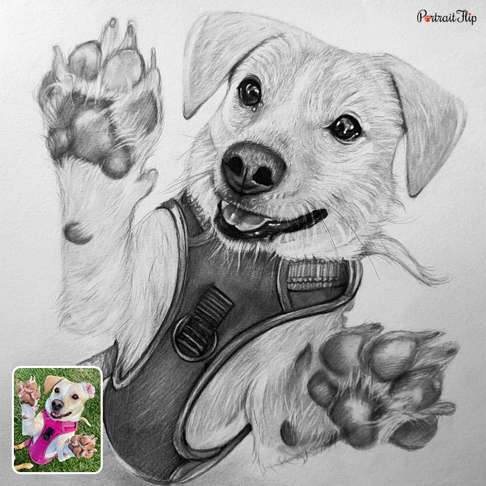 Picture of a dog who is facing the camera with his outstretched paws is converted into dog portraits