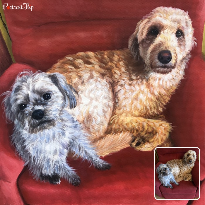 Dog portraits where two dogs are sitting together on a single sofa
