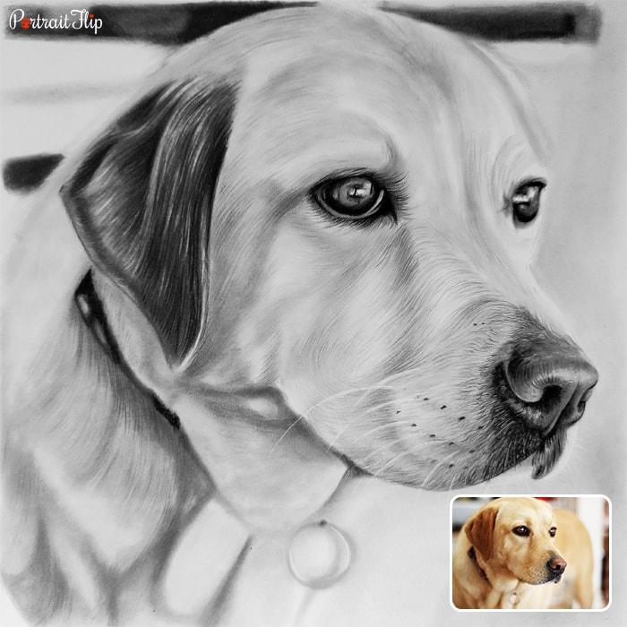 Picture of a dog which is converted into pencil paintings
