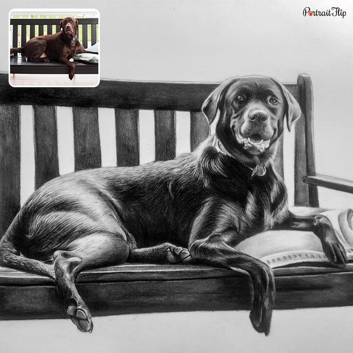 Black and white picture of a dog sitting on a wooden bench that is a charcoal paintings