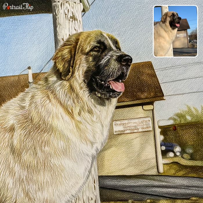 Colored pencil paintings of a dog's side face