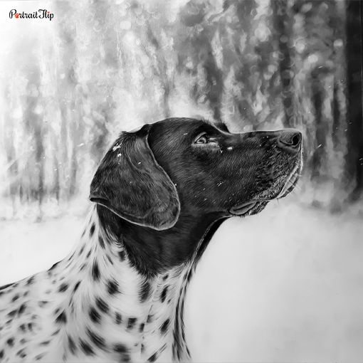 Pet Charcoal Portraits